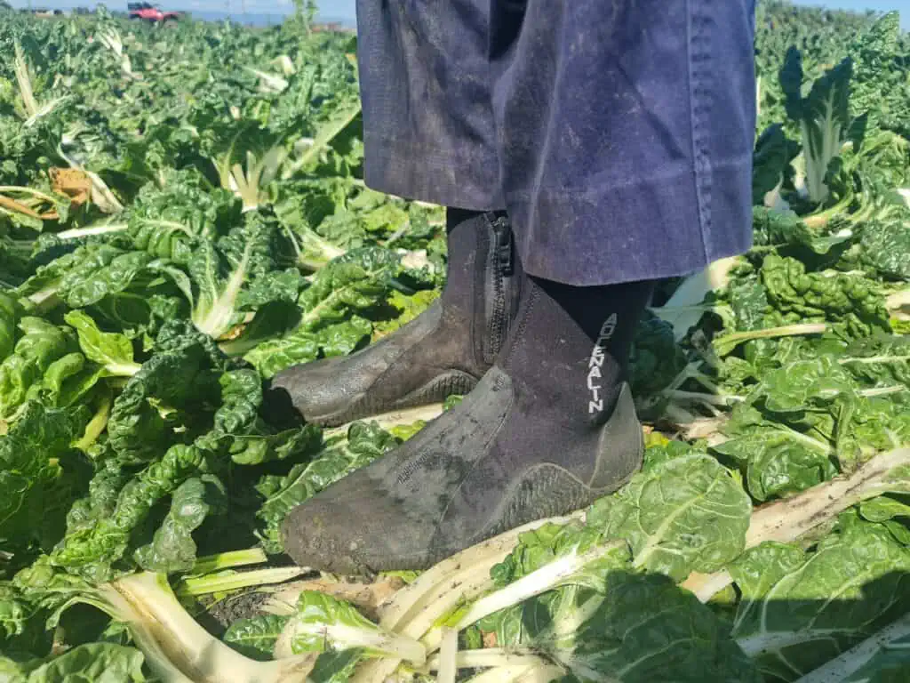 Mud boots - best for farm work